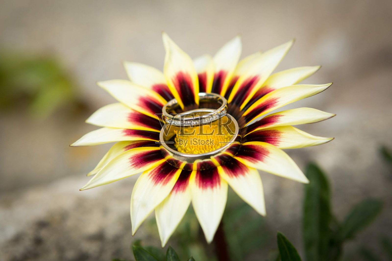 花上婚戒照片摄影图片