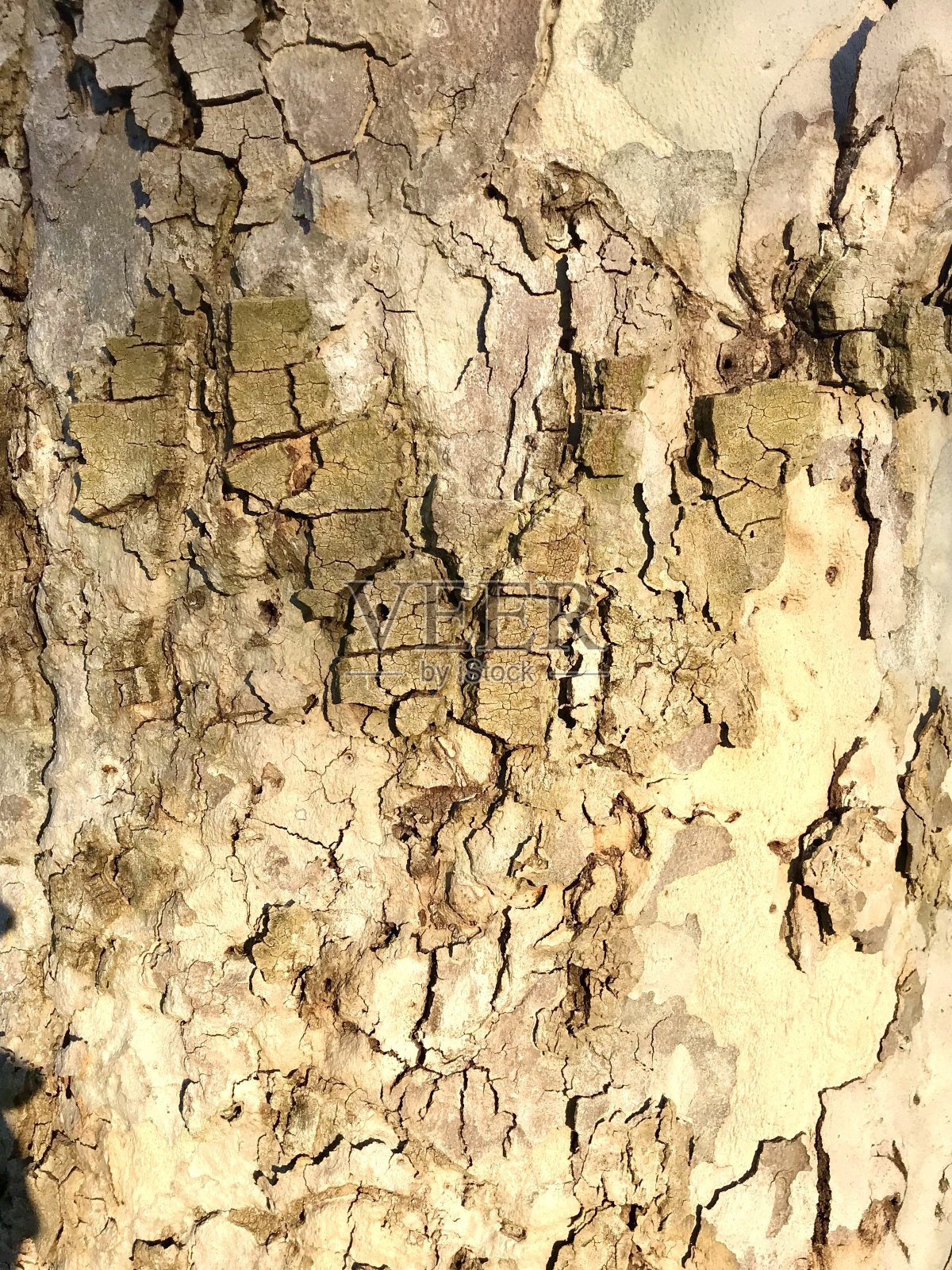 树皮照片摄影图片