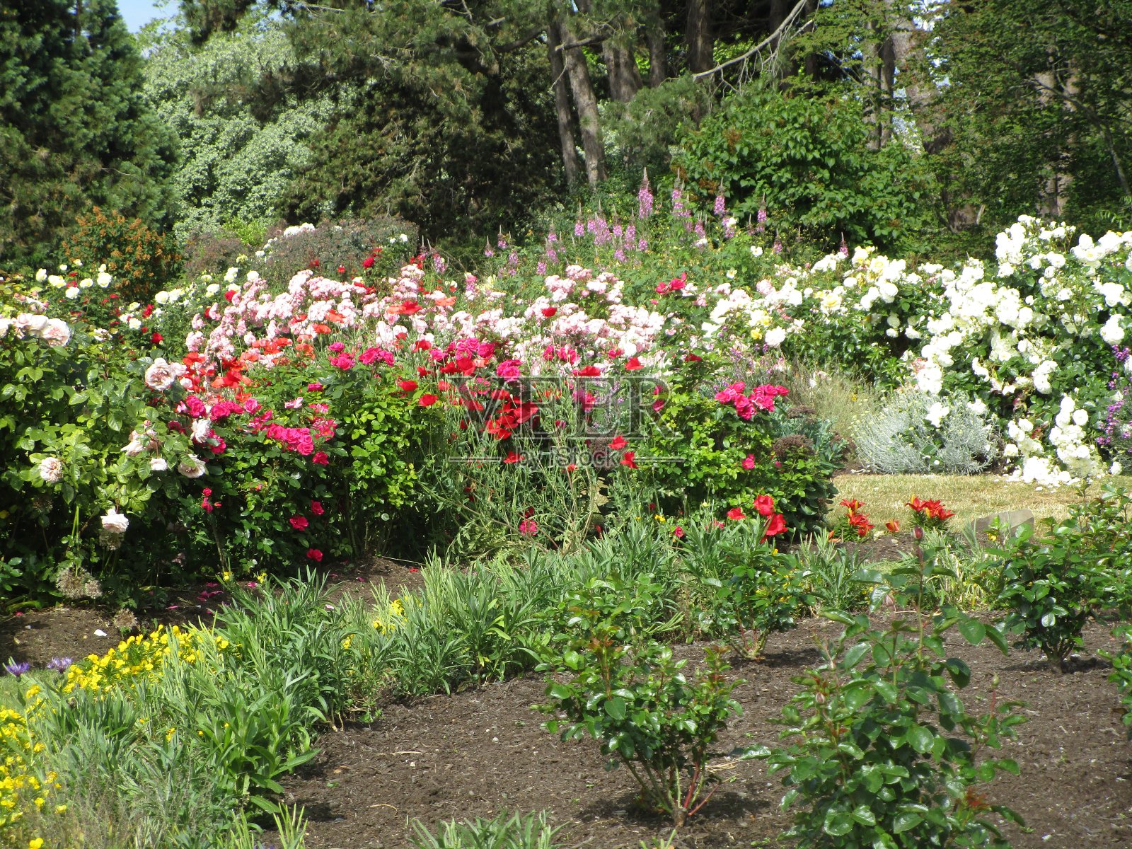 2019年英国女王伊丽莎白公园玫瑰园的玫瑰和鲜花照片摄影图片