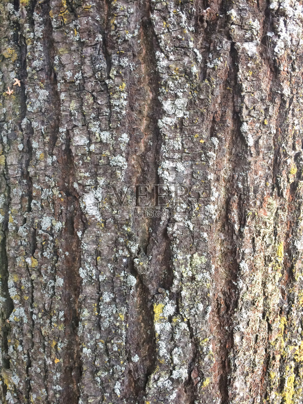 树皮纹理照片摄影图片