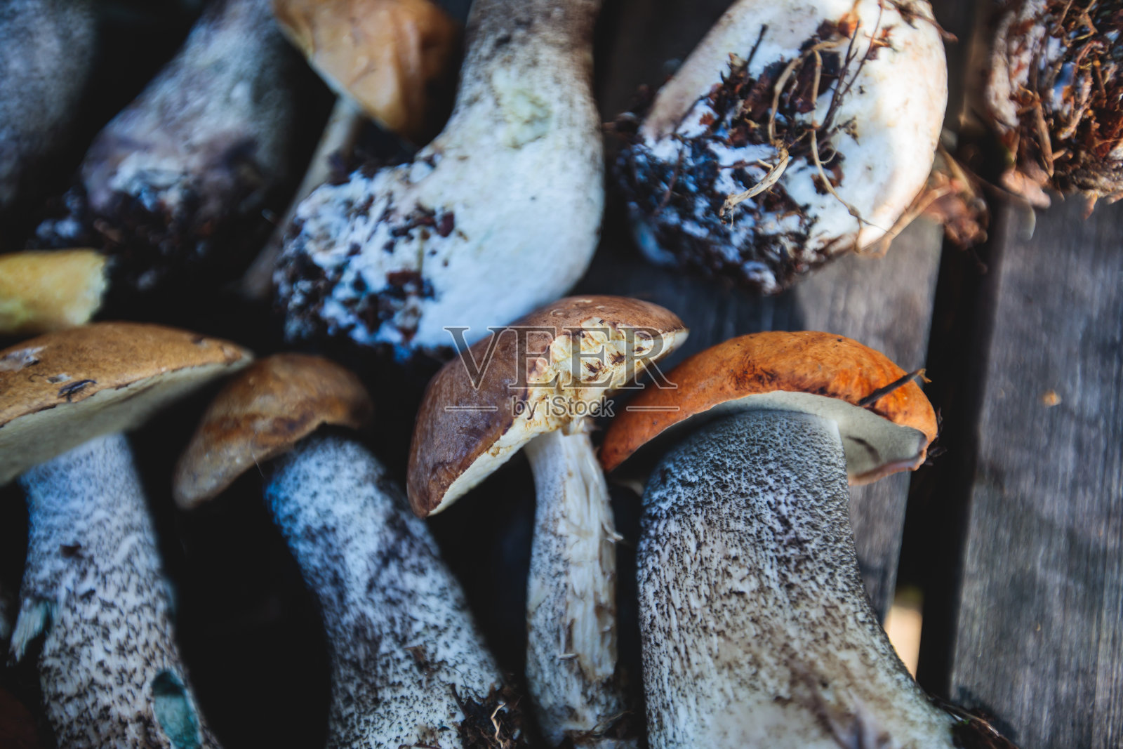 在瑞典、诺博顿县、基卢纳市采猎的不同森林蘑菇品种，有白桦蘑菇、牛肝菌、橙帽牛肝菌等照片摄影图片