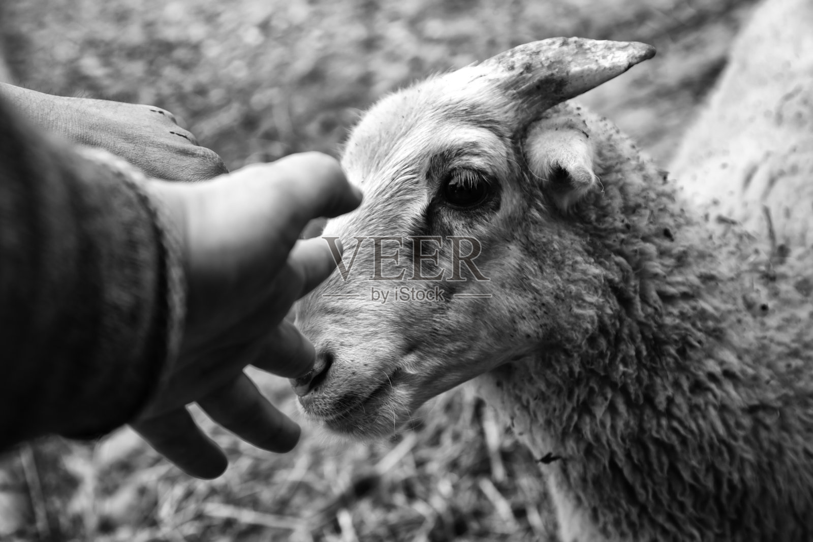 羊在农场照片摄影图片