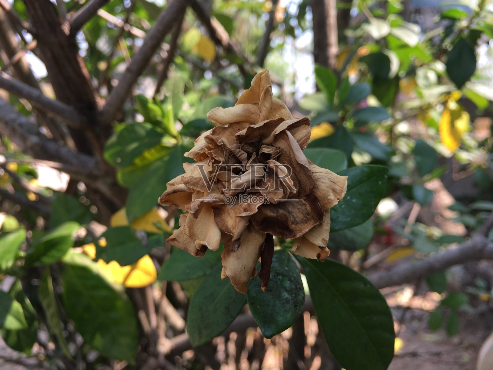 树上的干花照片摄影图片