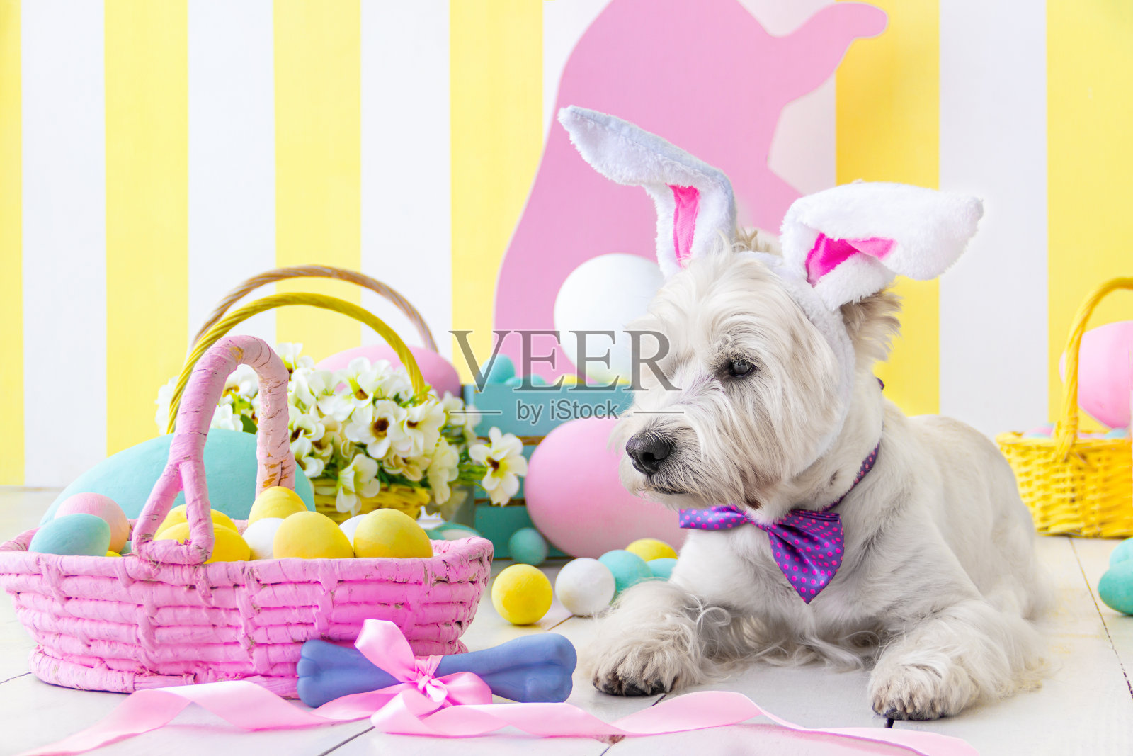 有兔耳朵的狗。复活节假期照片摄影图片