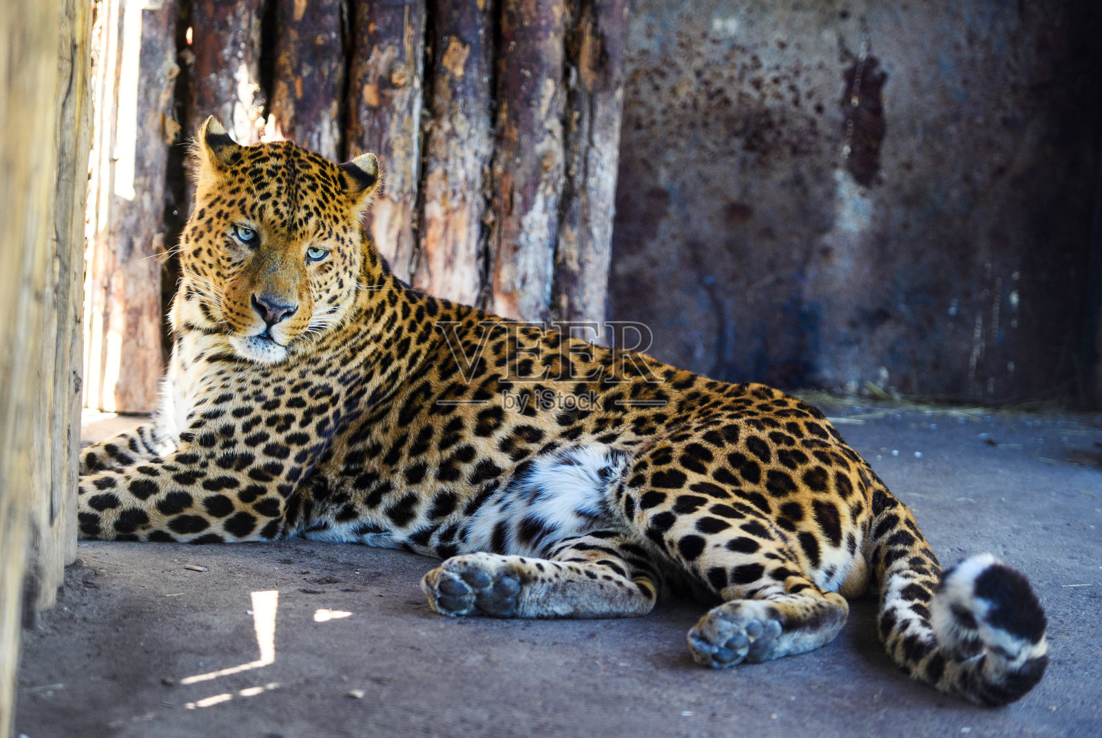 一只美丽的豹子的肖像照片摄影图片