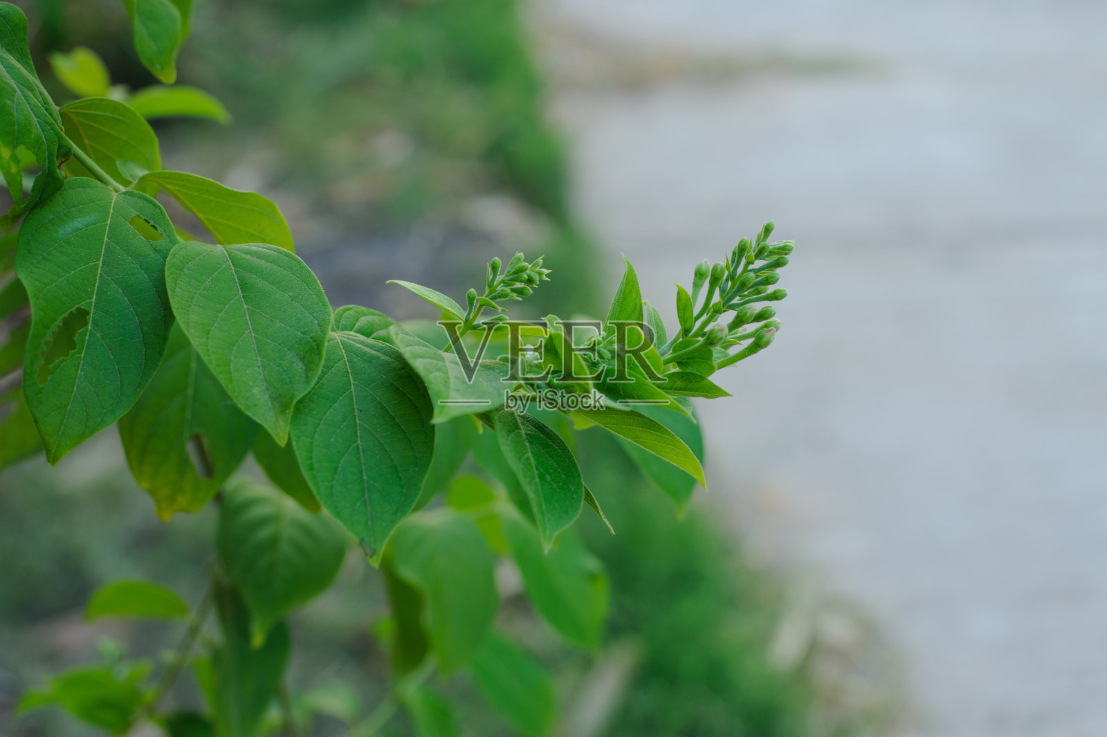 天然的绿色叶子。照片摄影图片