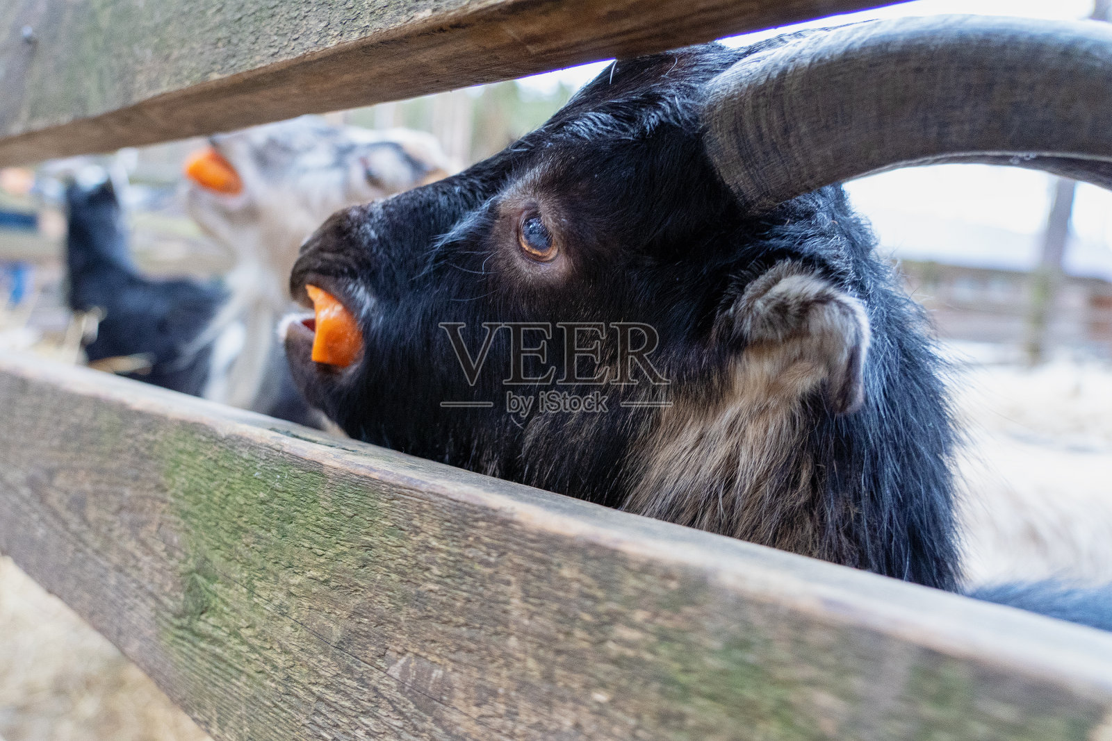 一只长着角的黑山羊从篱笆后面探出头来。户外的动物看着摄像机。山羊吃胡萝卜。“r”n照片摄影图片