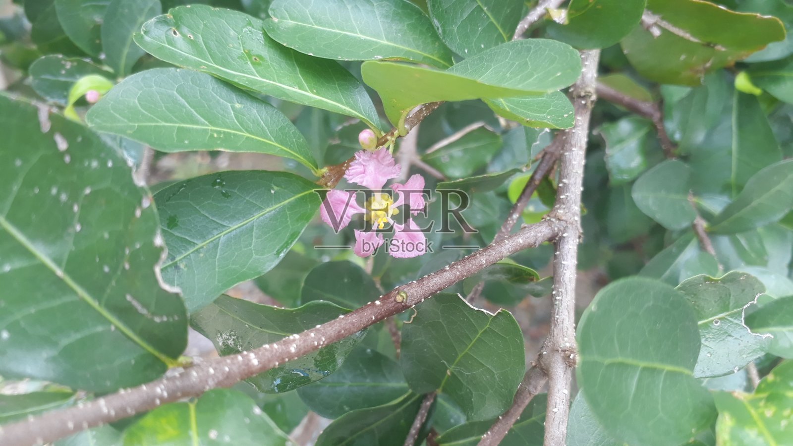 有花和叶的针叶树照片摄影图片