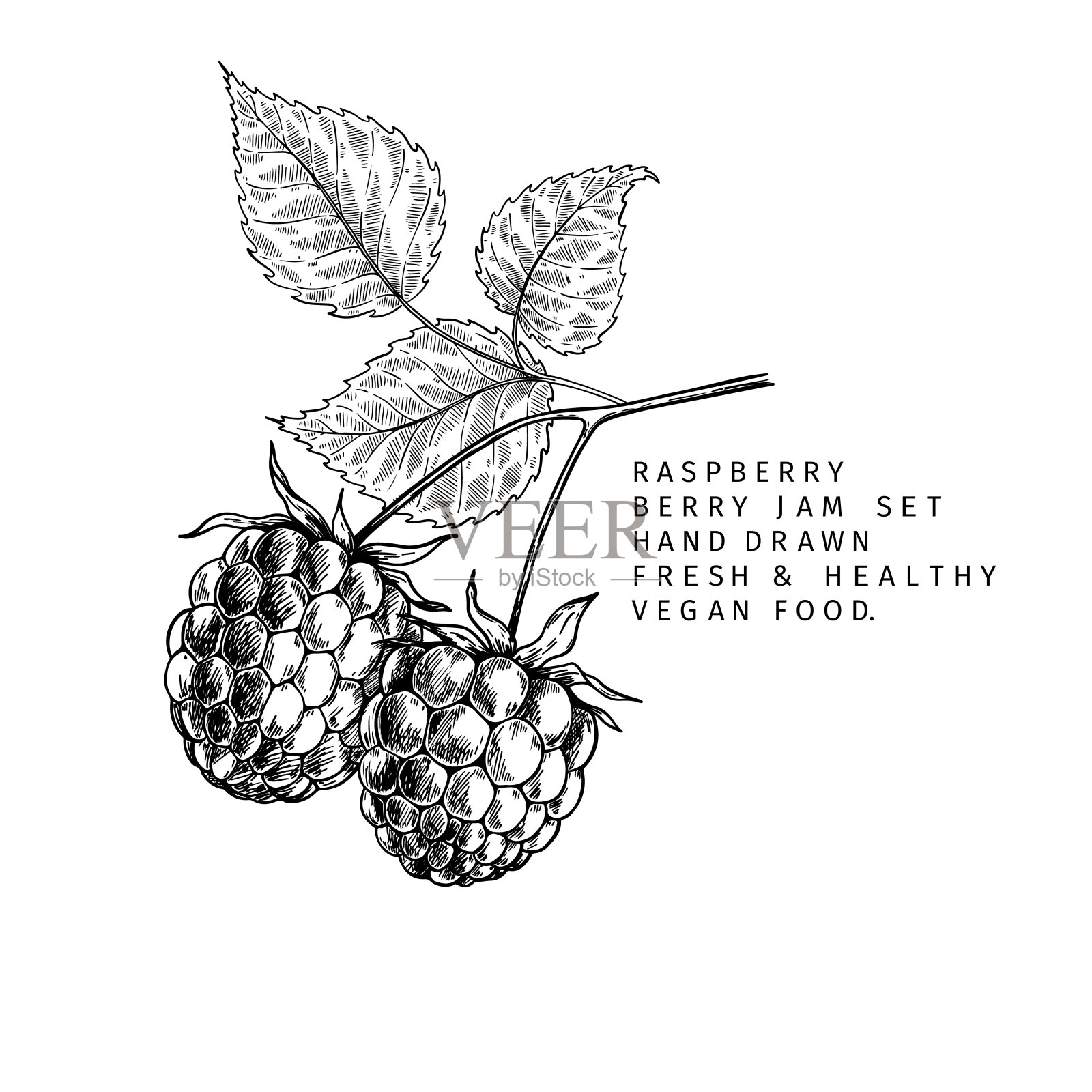 手绘覆盆子的枝叶和浆果。刻矢量插图。树莓农业植物。夏收，果酱或mamalade素食成分。菜单，包装，化妆品和食品设计。插画图片素材