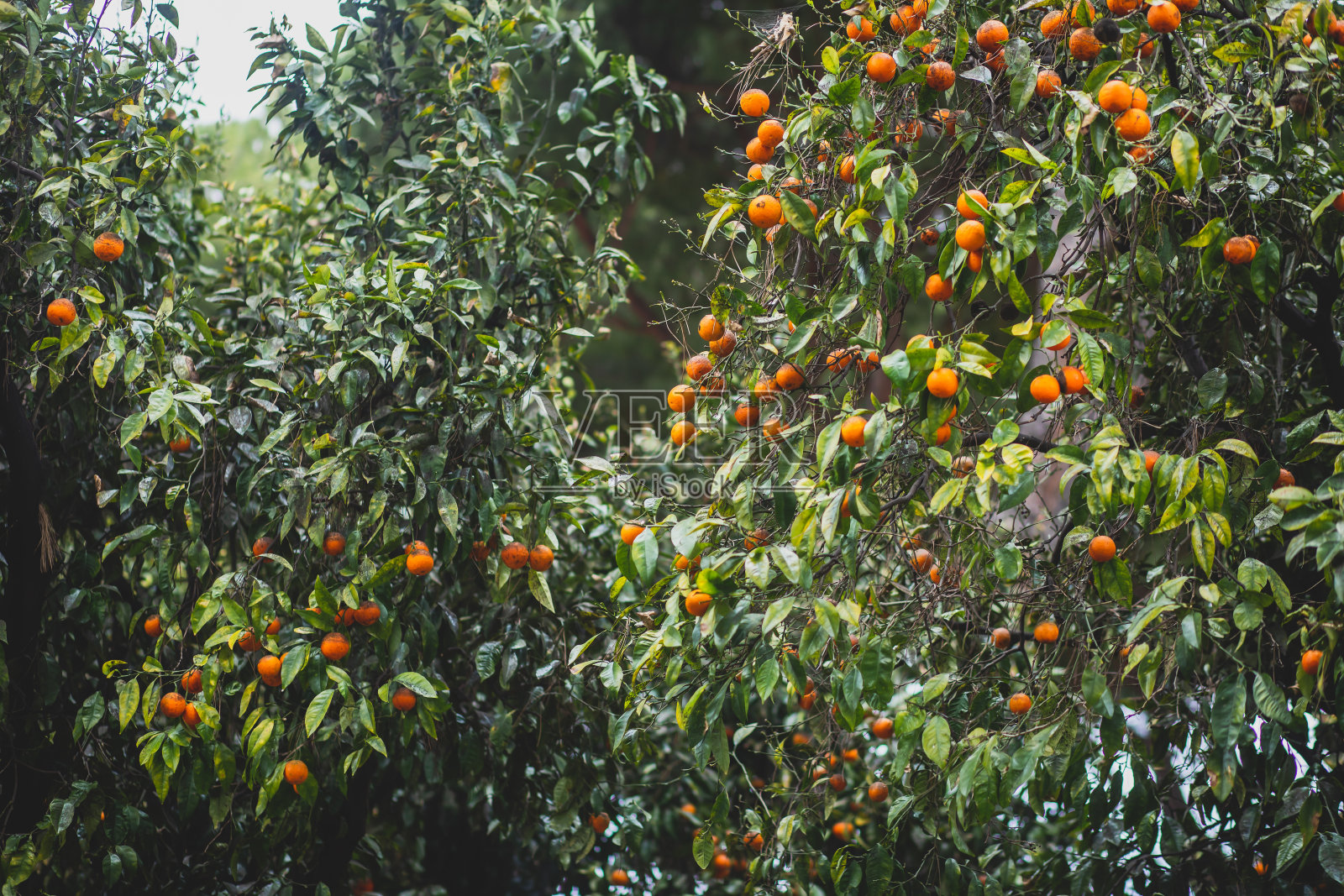 罗马萨维洛公园（橘园）风光照片摄影图片