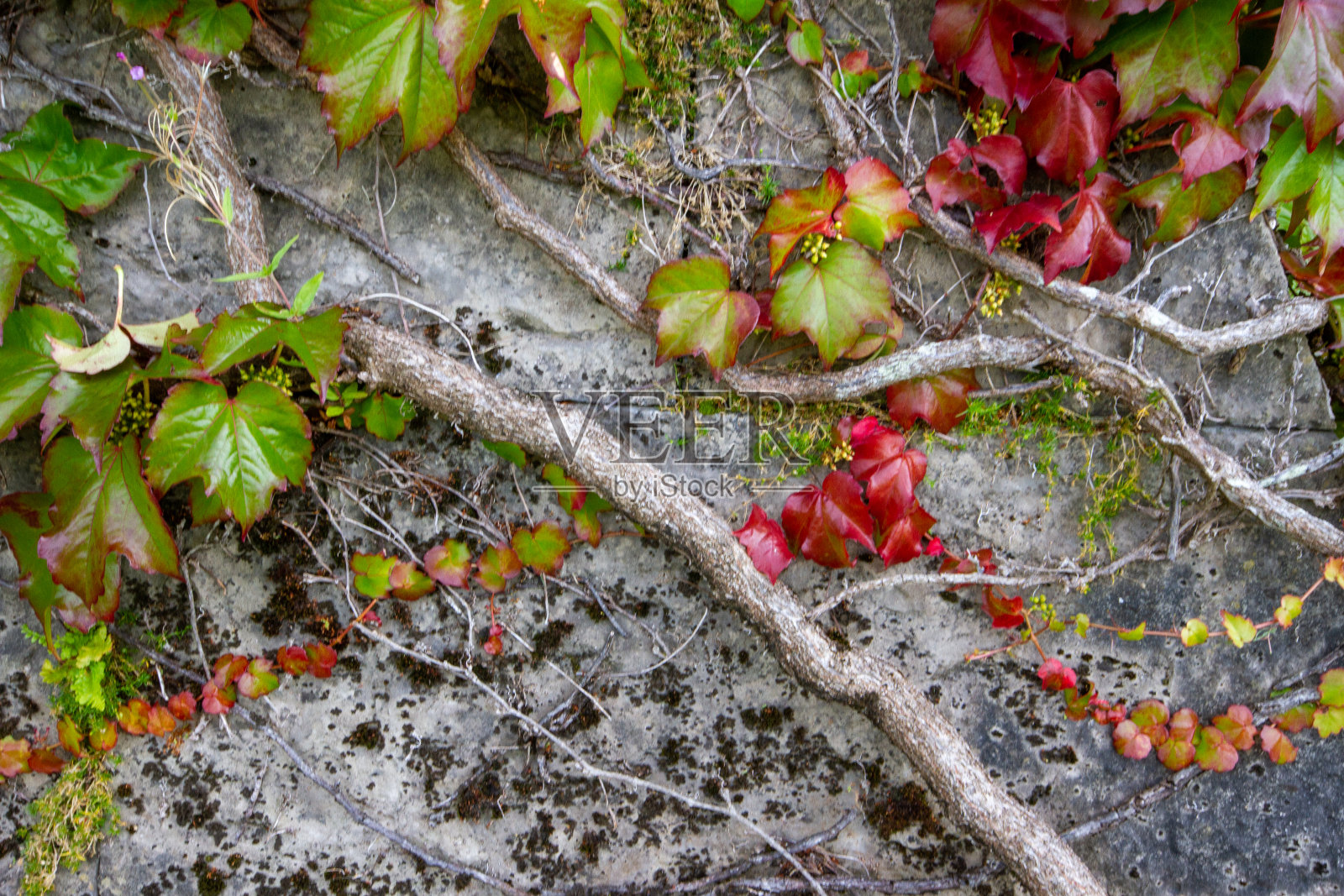 红色和绿色的藤蔓攀附在墙上照片摄影图片