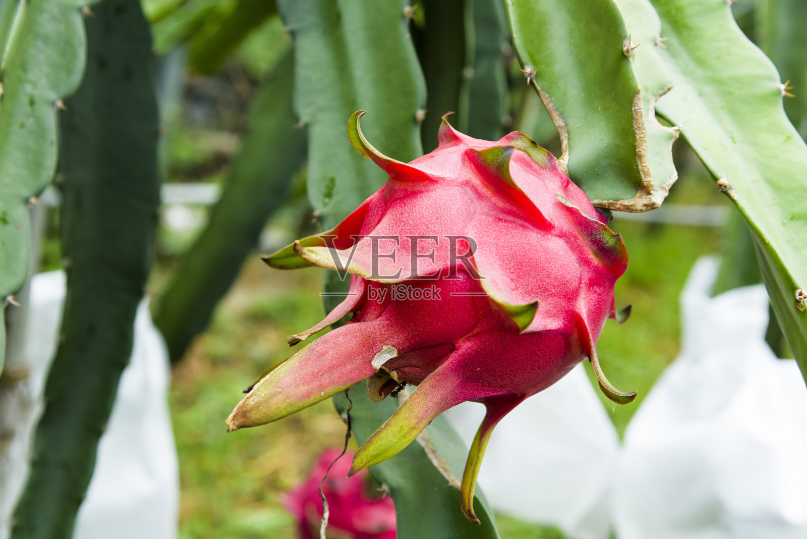 成熟的火龙果在火龙果树上。照片摄影图片