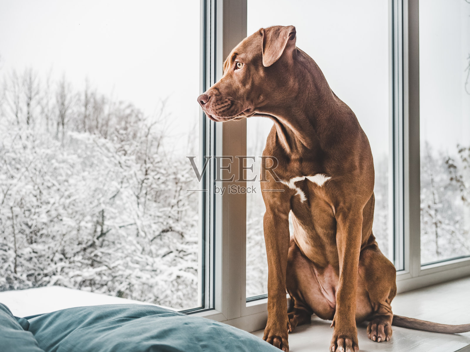 可爱，漂亮的巧克力色的小狗。特写镜头照片摄影图片