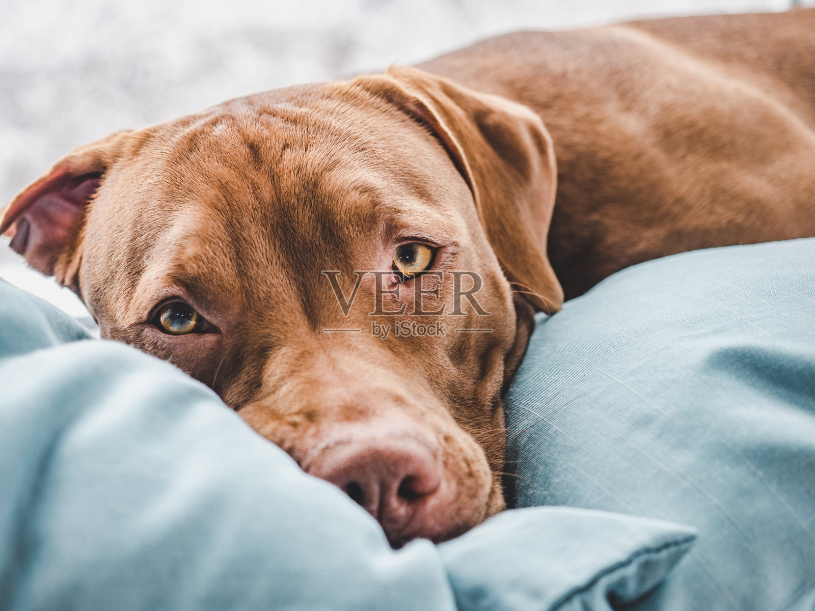 可爱，漂亮的巧克力色的小狗。特写镜头照片摄影图片