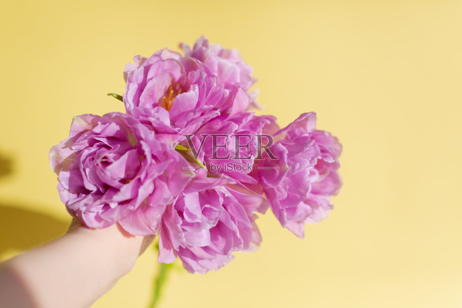 一束春天的紫色郁金香。照片摄影图片