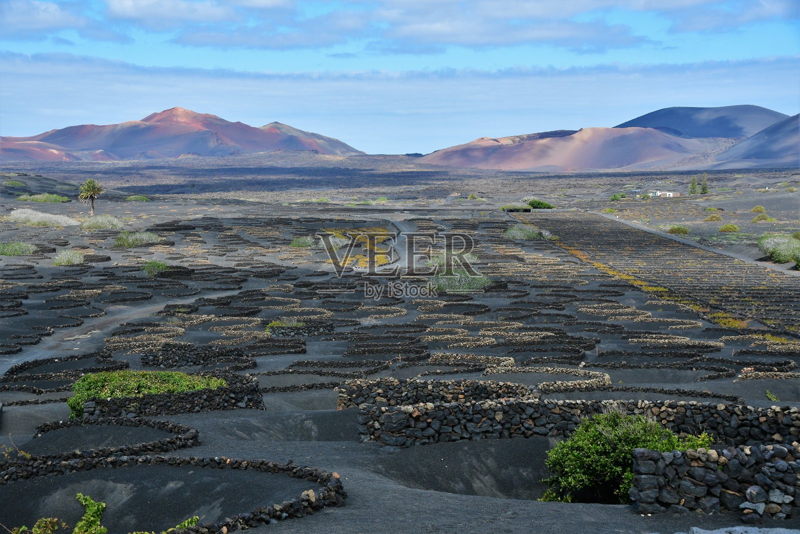 兰扎罗特-葡萄园照片摄影图片