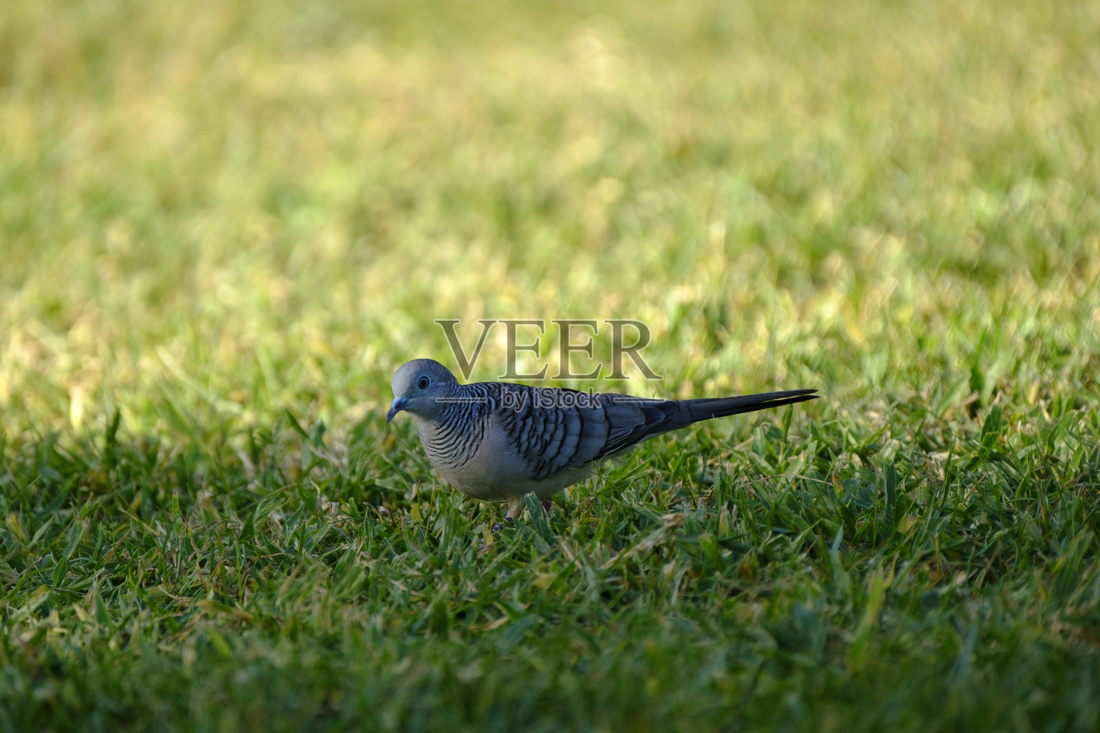 昆士兰、达尔文、澳大利亚北领地的动物和鸟类照片摄影图片