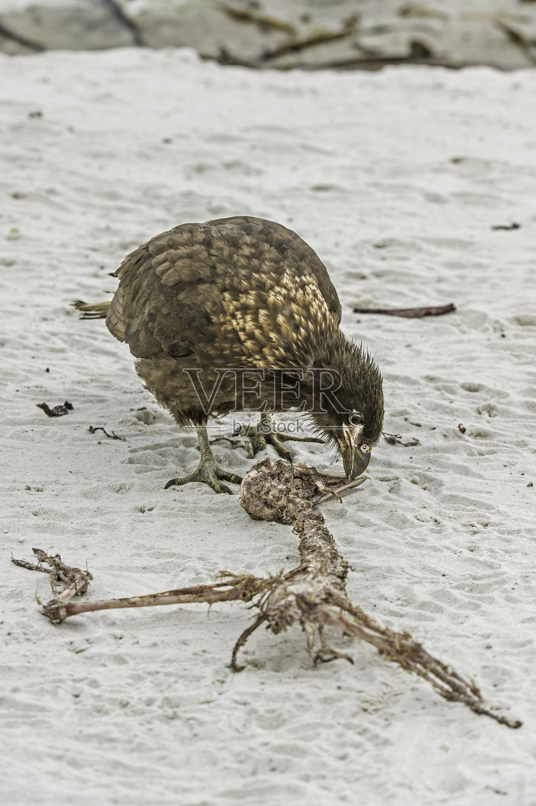 斑纹卡拉鹰(Phalcoboenus australis)是隼科的一种捕食鸟。在福克兰群岛，它被称为强尼车。位于南大西洋福克兰群岛的桑德斯岛。照片摄影图片