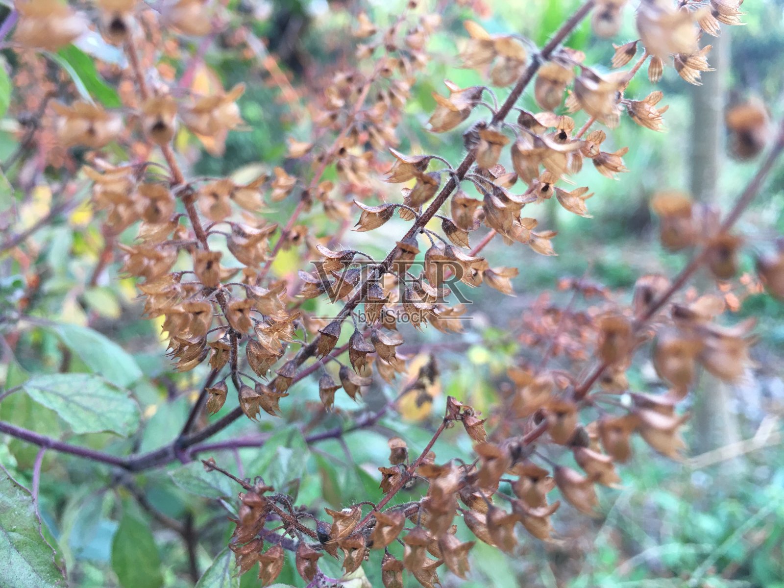 花园里的干罗勒花照片摄影图片