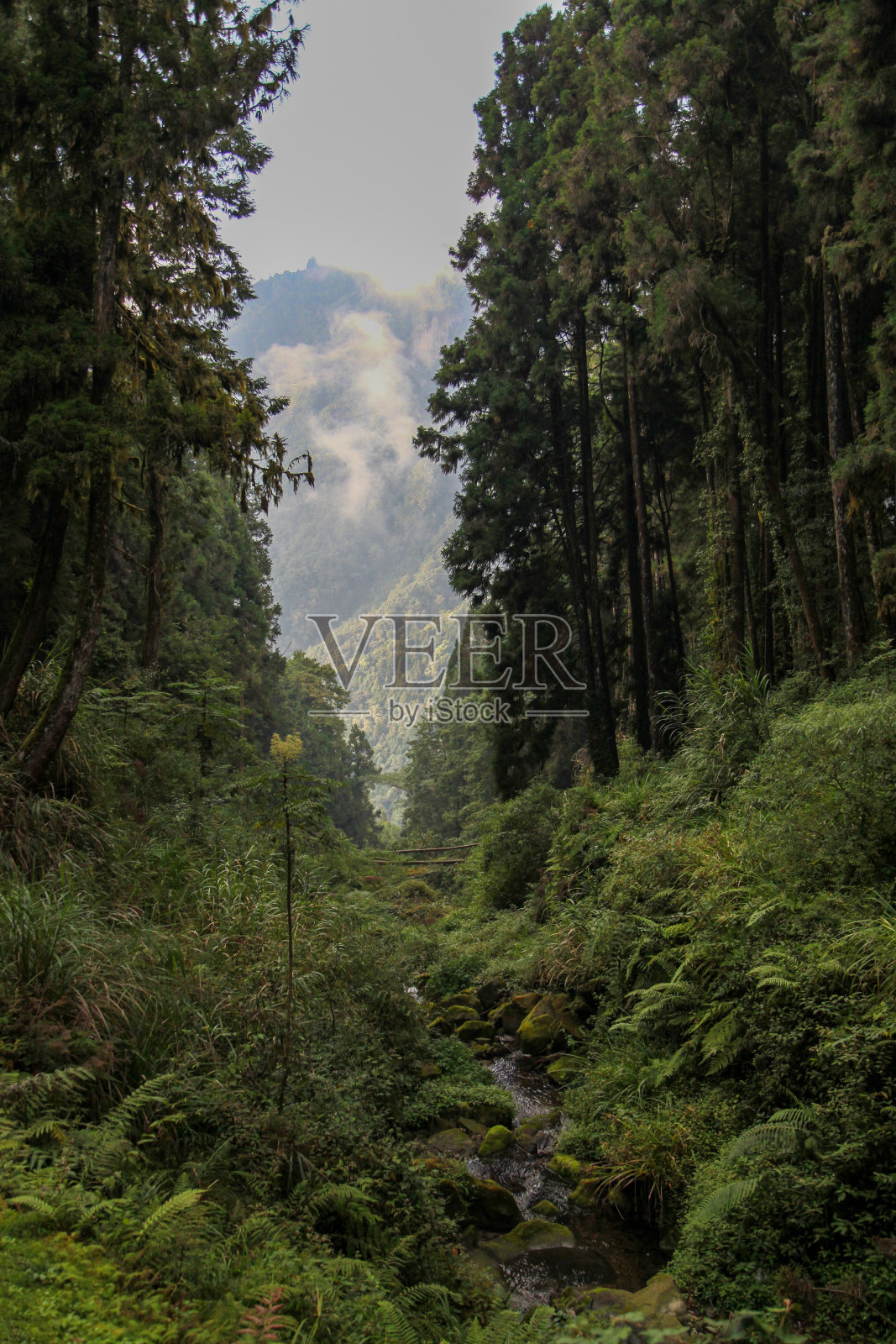 台湾公园的森林和山景照片摄影图片