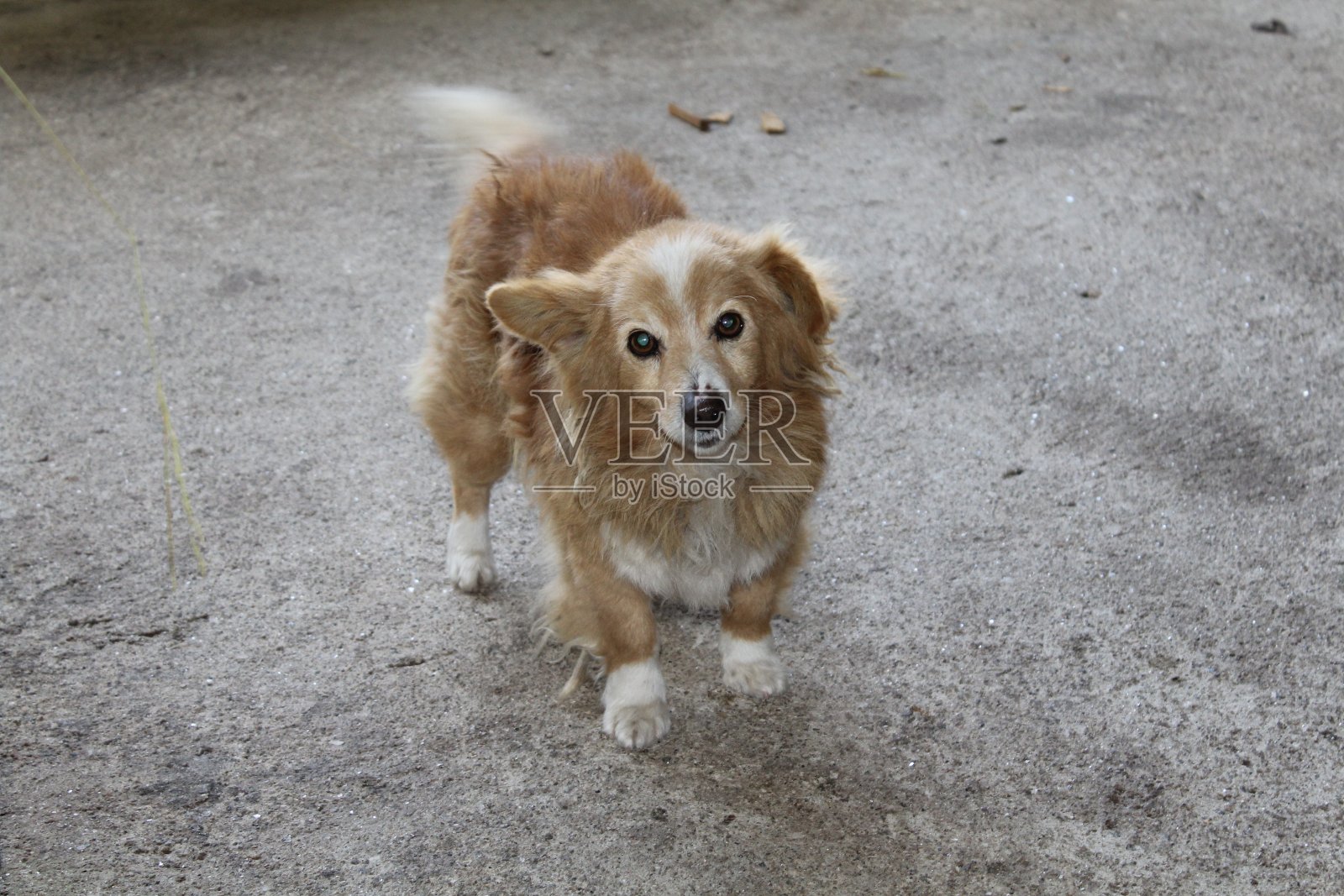 悲伤的卑鄙小人照片摄影图片