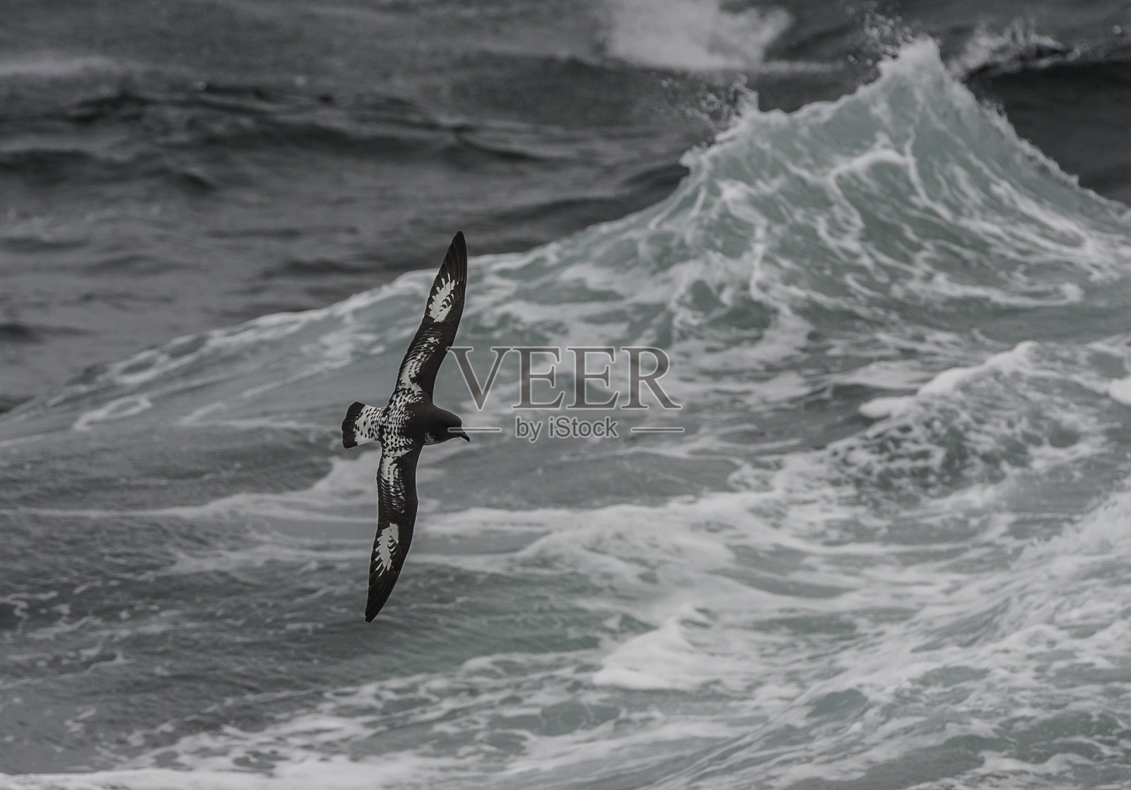 海角海燕(Daption capense)，也被称为海角鸽子，品塔多海燕，或海角管鼻鸟，是一种常见的海鸟，来自南大洋的原蛾科。位于南大西洋的福克兰群岛。照片摄影图片