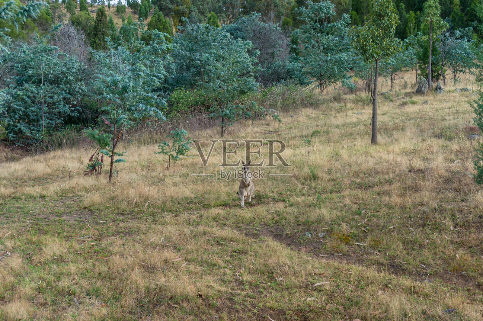 草丛中的澳洲野生袋鼠，以桉树为背景照片摄影图片
