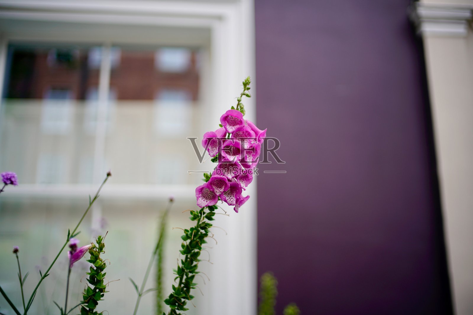 紫花在住宅花园里绽放。照片摄影图片