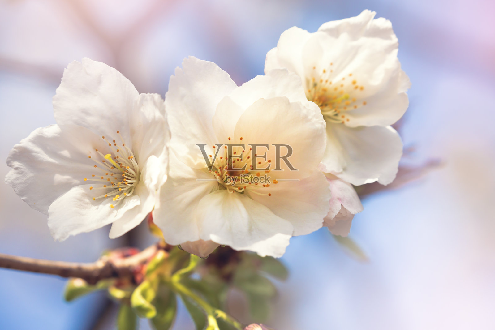 美丽的粉红色樱花特写照片摄影图片