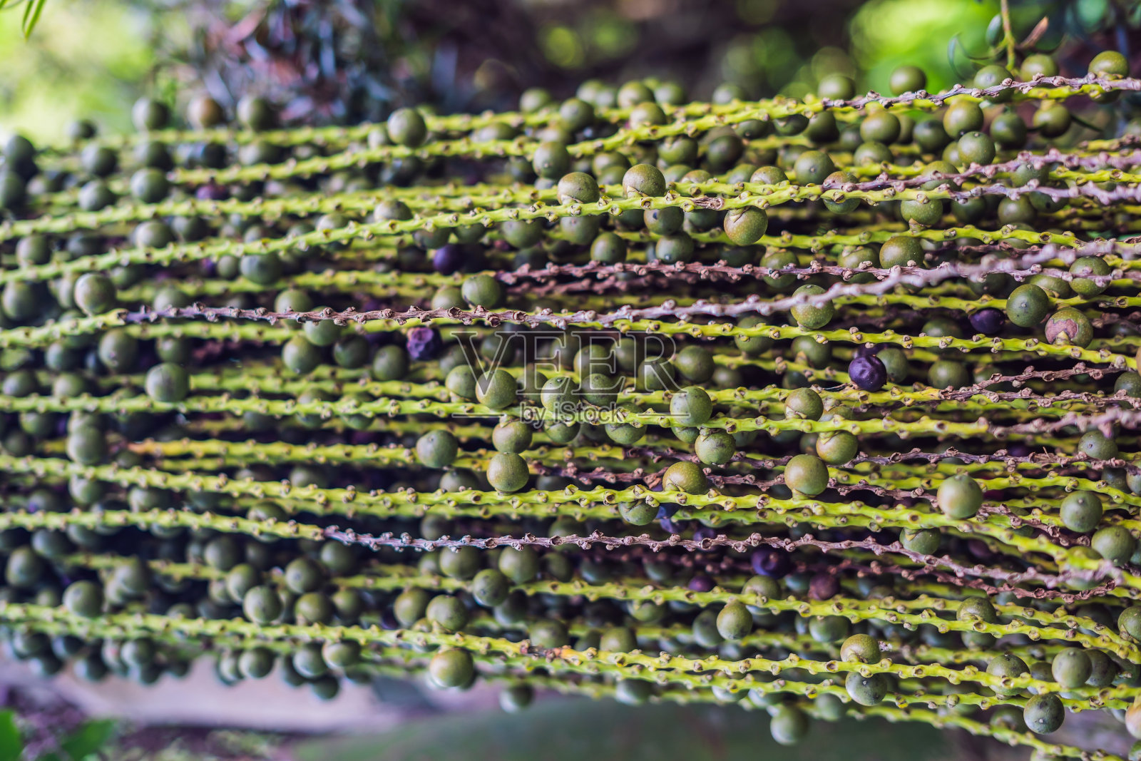 奇异的热带植物雨后潮湿的森林是潮湿的照片摄影图片