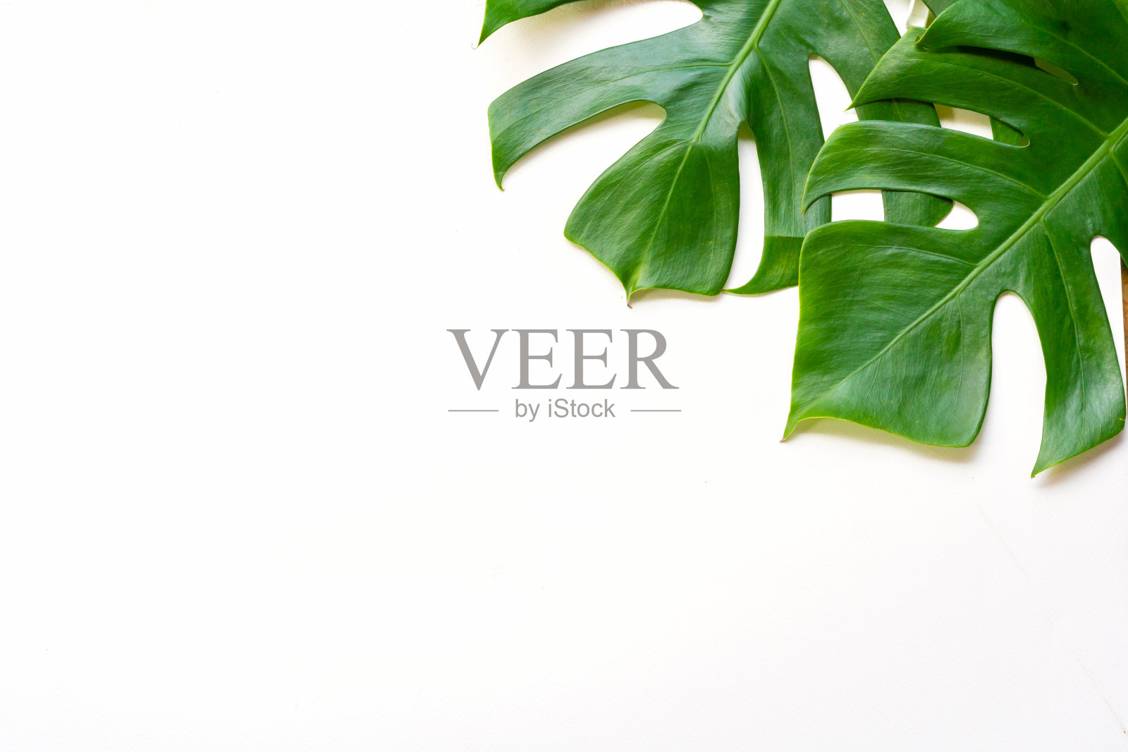 孤立的深绿色的大叶子，philodendron热带叶植物生长在野外的白纸牛皮纸背景概念为平坦铺设夏季油漆绿叶叶子纹理雨林花卉照片摄影图片