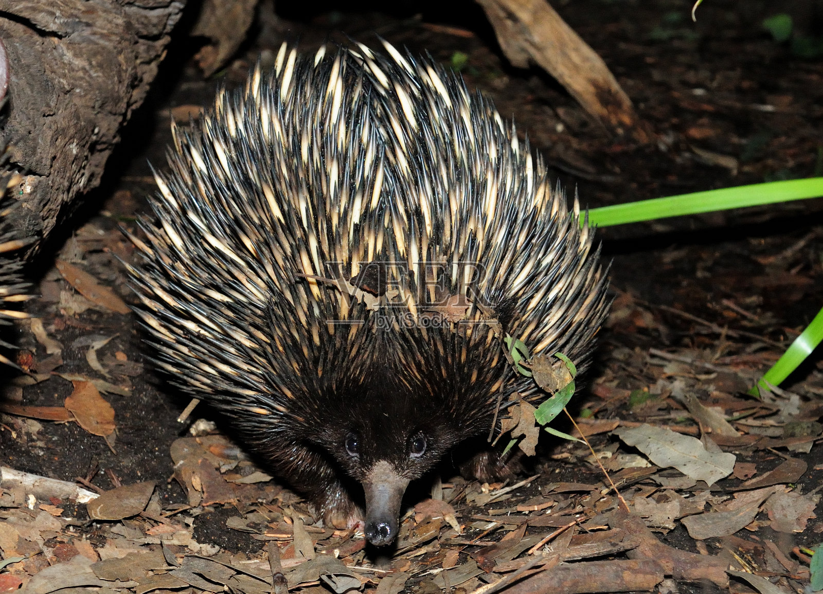 澳大利亚新南威尔士州森林地面上的针鼹照片摄影图片
