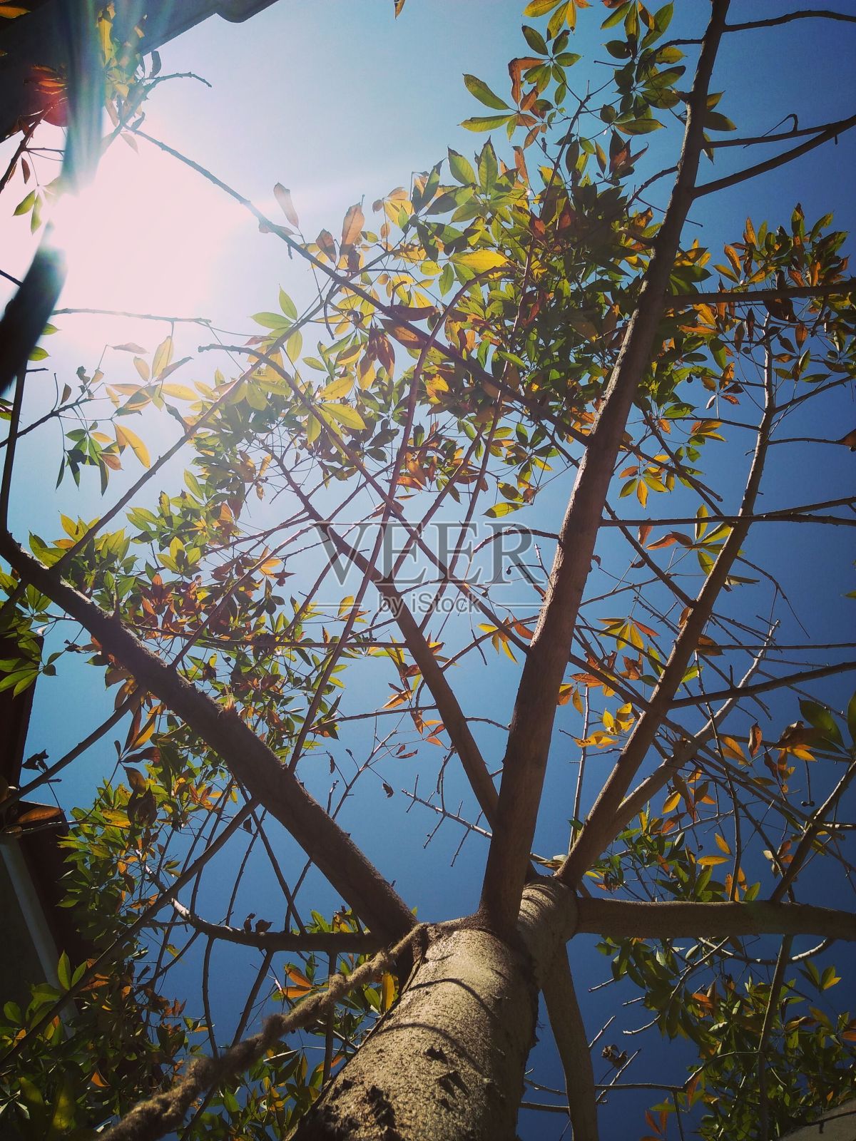 大自然的美丽照片摄影图片