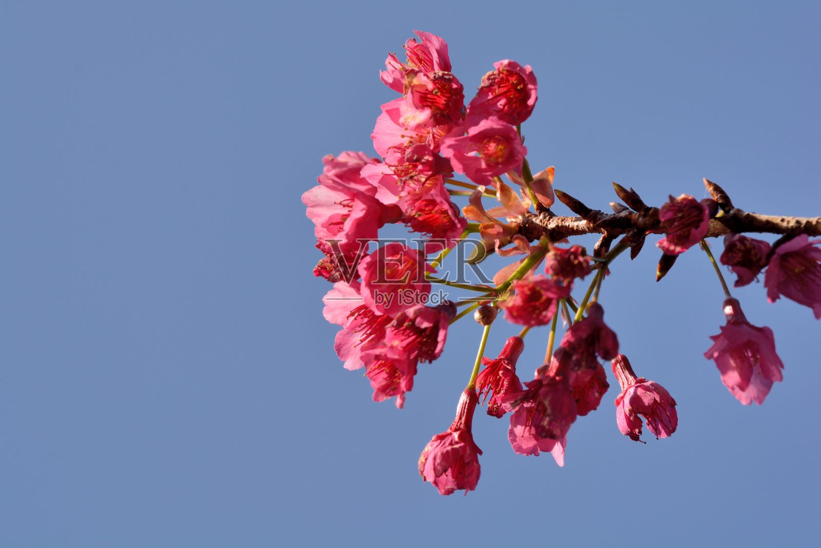 台湾山樱花(Prunus campanulata Maxim)照片摄影图片