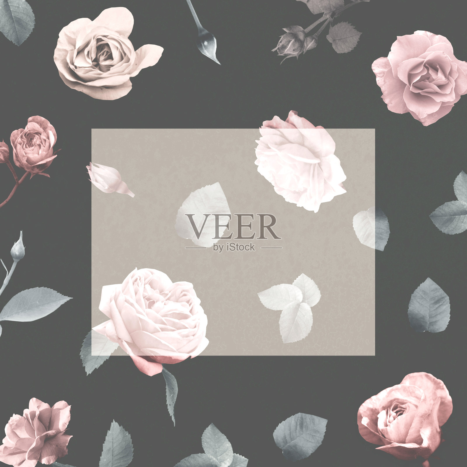 框架与粉红色玫瑰在黑暗的背景在复古的颜色照片摄影图片