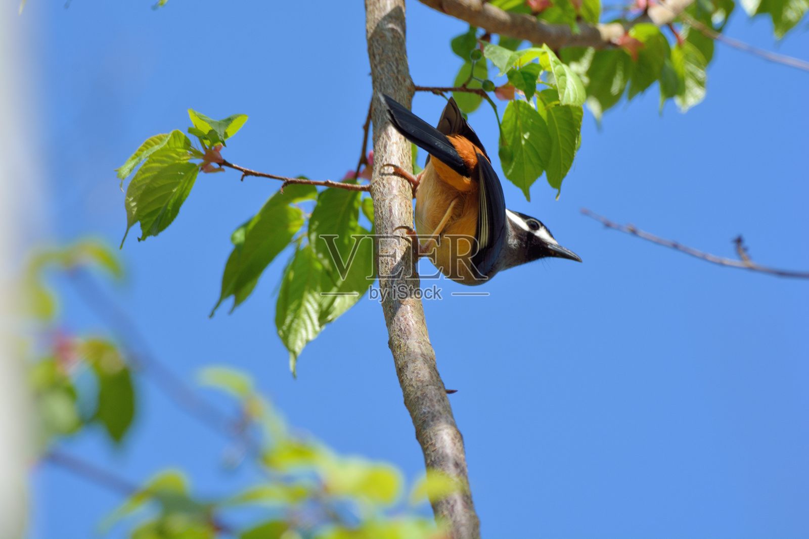 只Sibia鸟。照片摄影图片