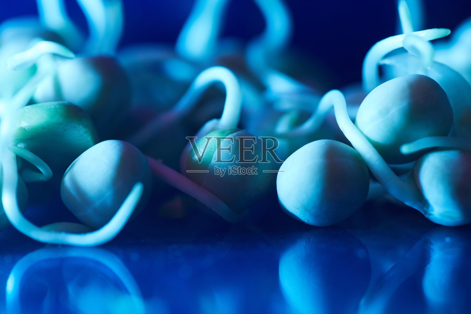 生物实验室的豆芽照片摄影图片