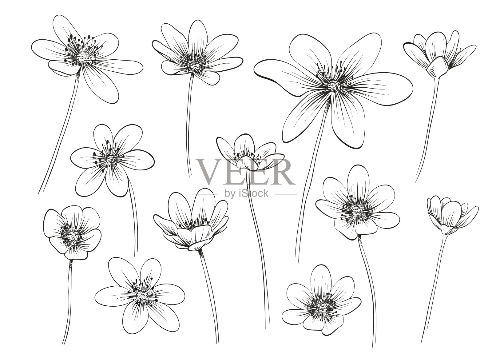 植物的花。手绘矢量图插画图片素材