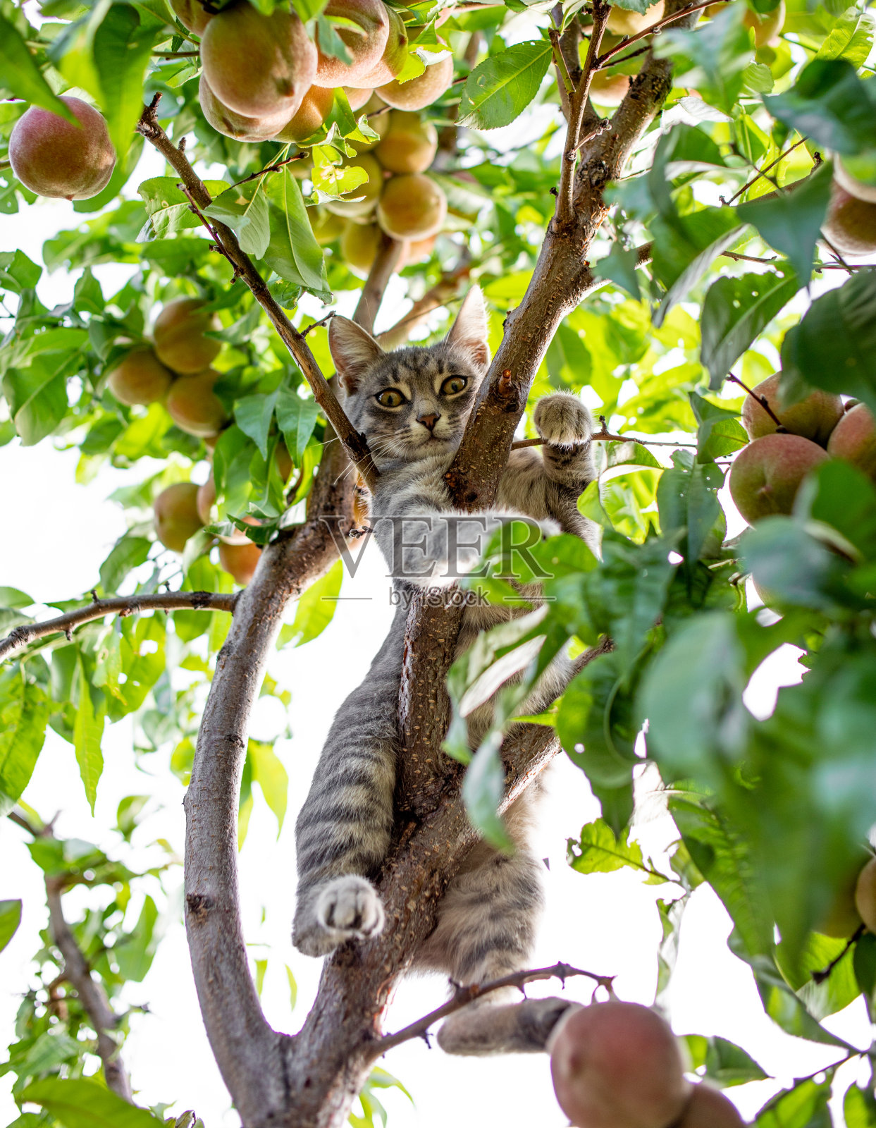 美丽的小猫在树上近距离。夏天背景”n照片摄影图片