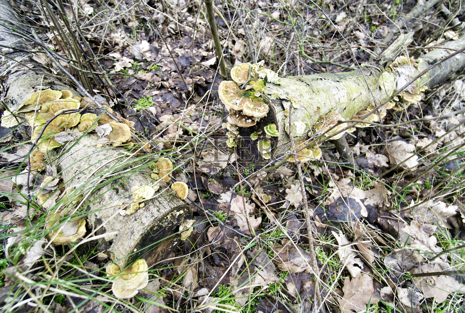 腐烂的桦树树干上的蘑菇照片摄影图片