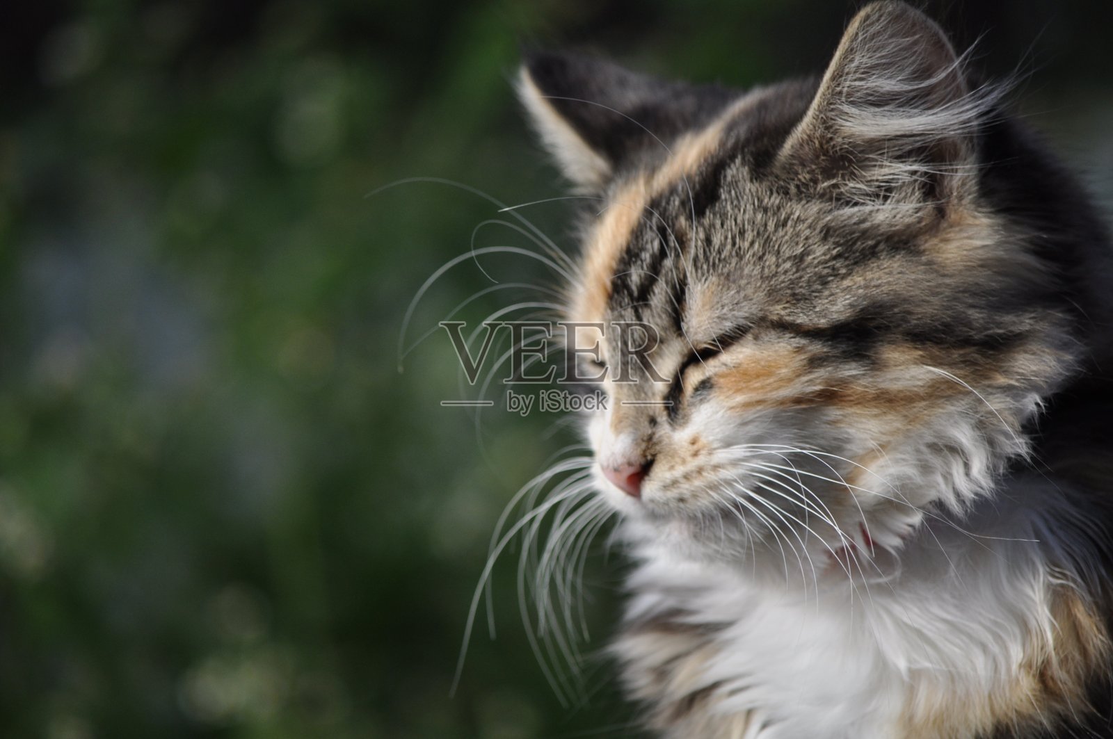 小猫五彩缤纷照片摄影图片