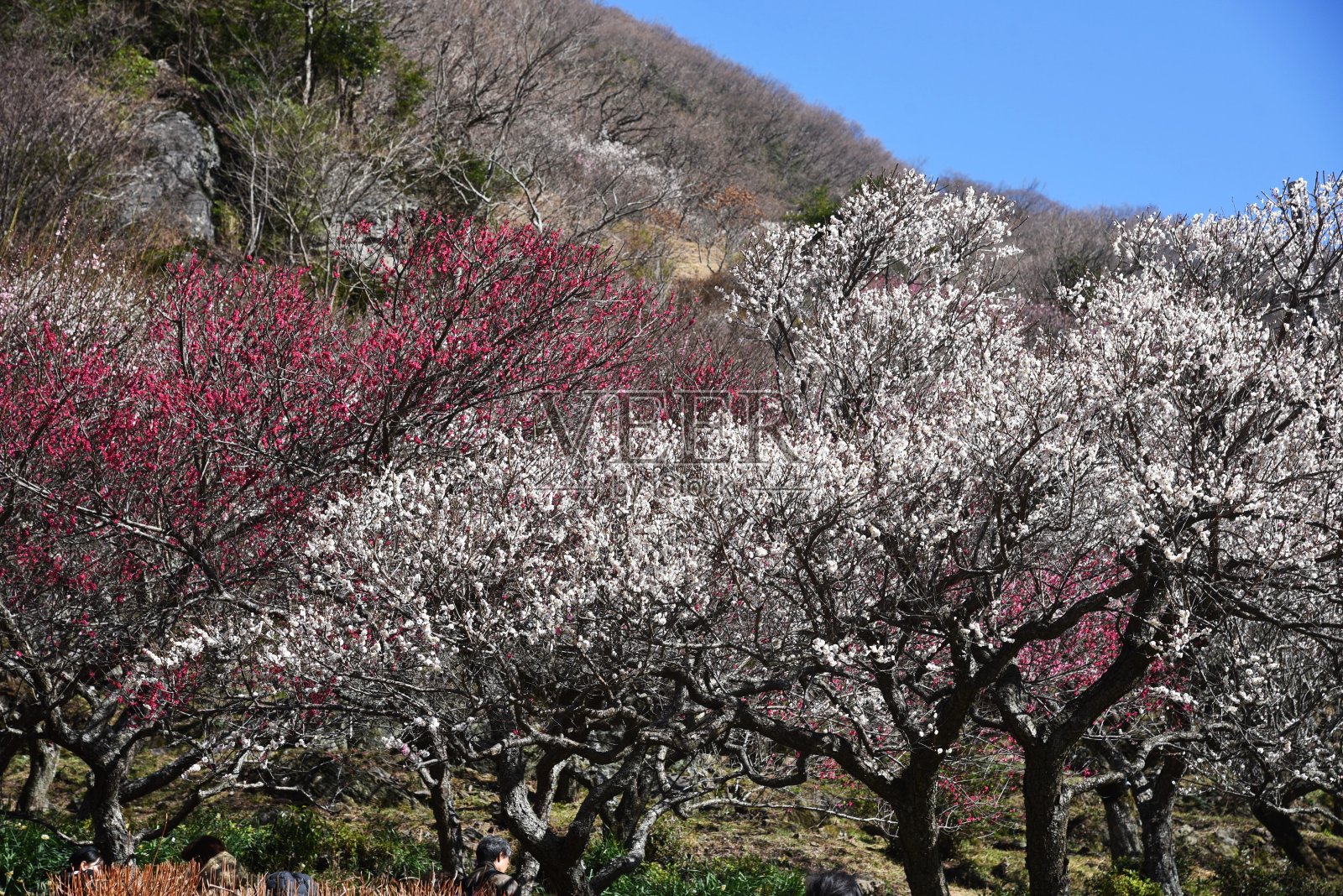 日本梅花花园照片摄影图片