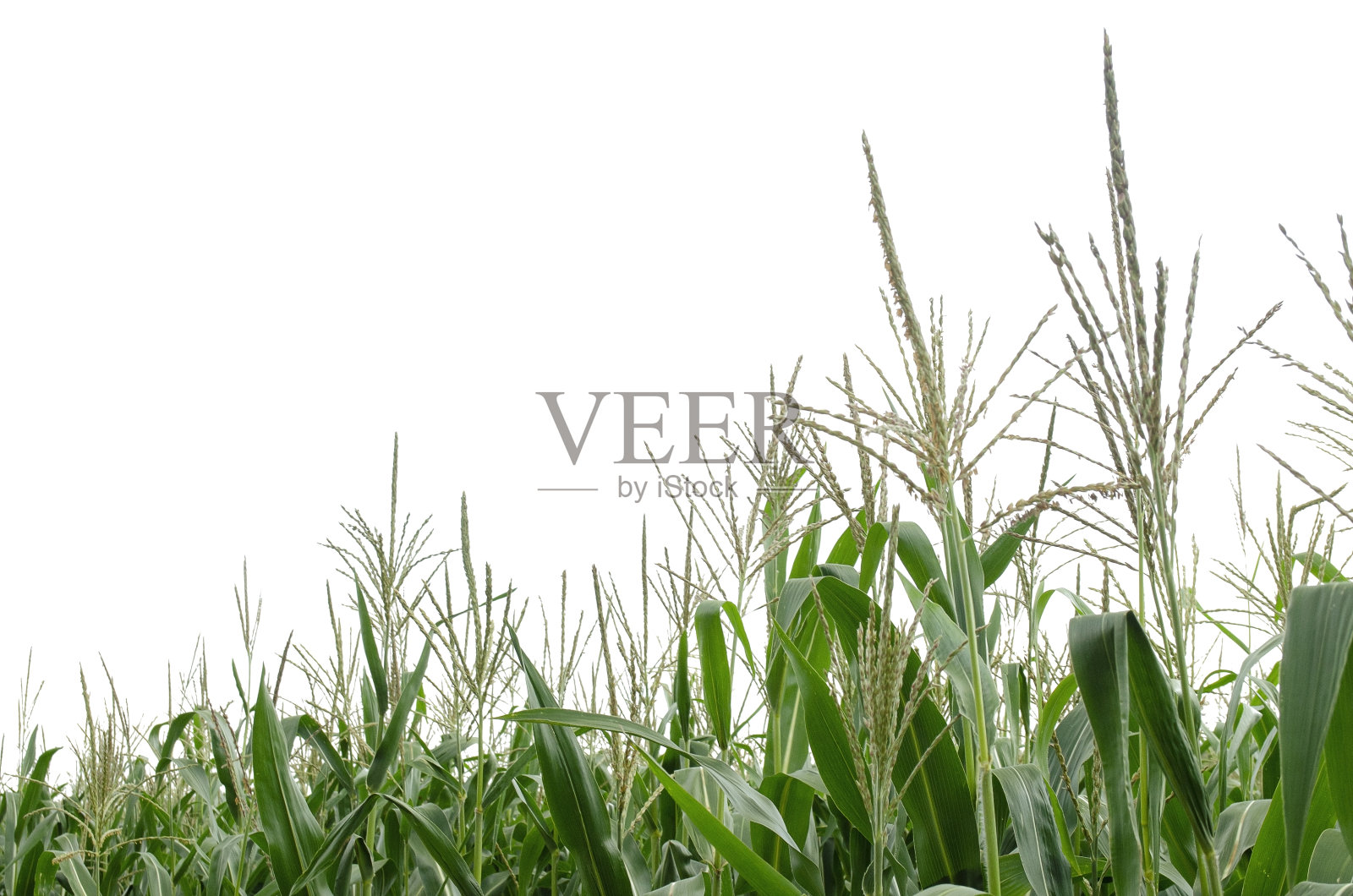 玉米植株孤立在白色背景上，复制空间。玉米顶部孤立在白色上。玉米在地里生长。绿色的玉米孤立在白色的背景上。照片摄影图片