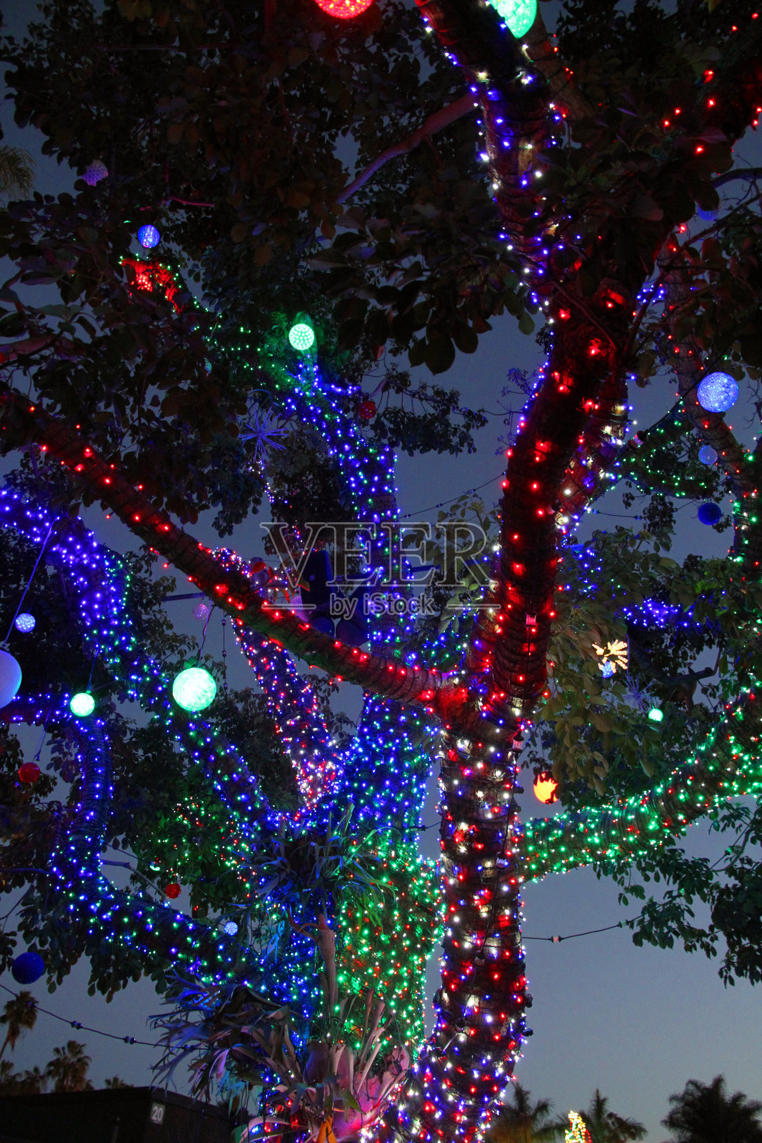 分支的颜色照片摄影图片