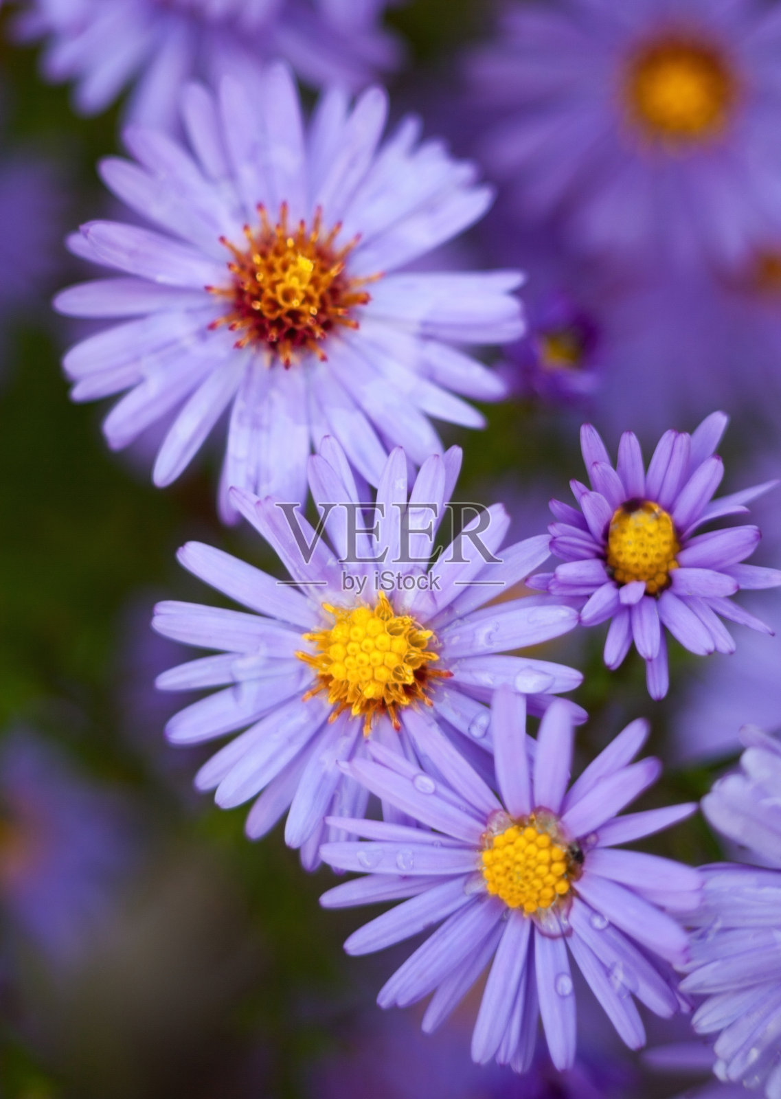 蓝色aster花。照片摄影图片