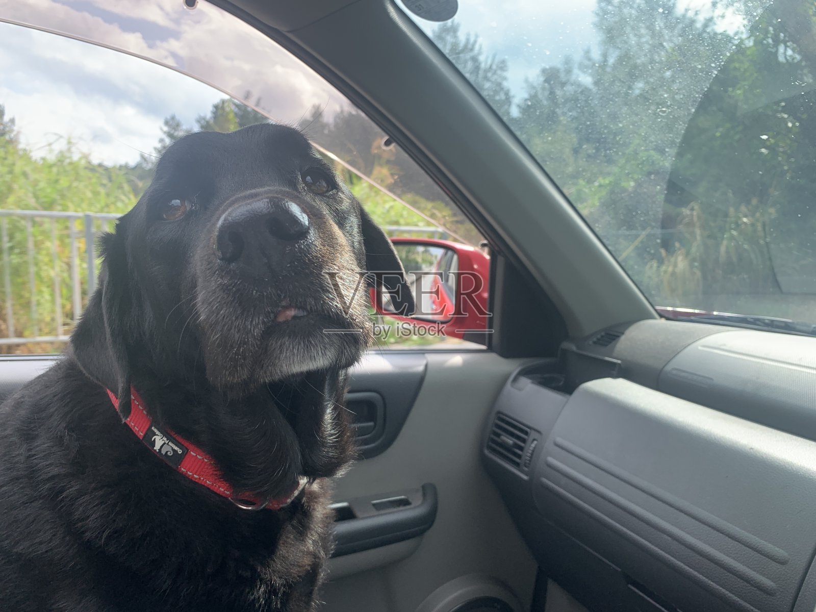 红色项圈的黑色拉布拉多犬照片摄影图片