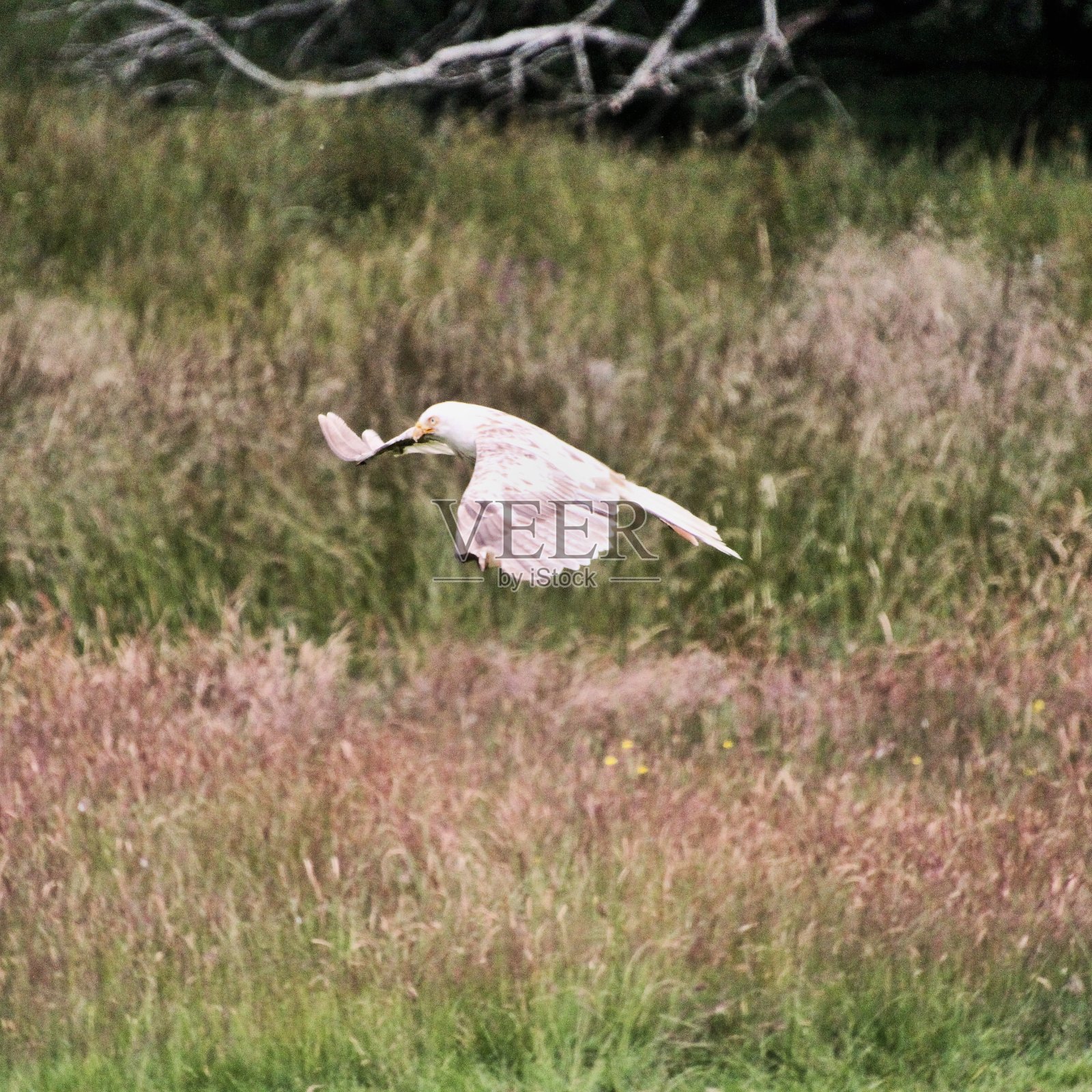 一个白化红风筝在飞行的观点照片摄影图片