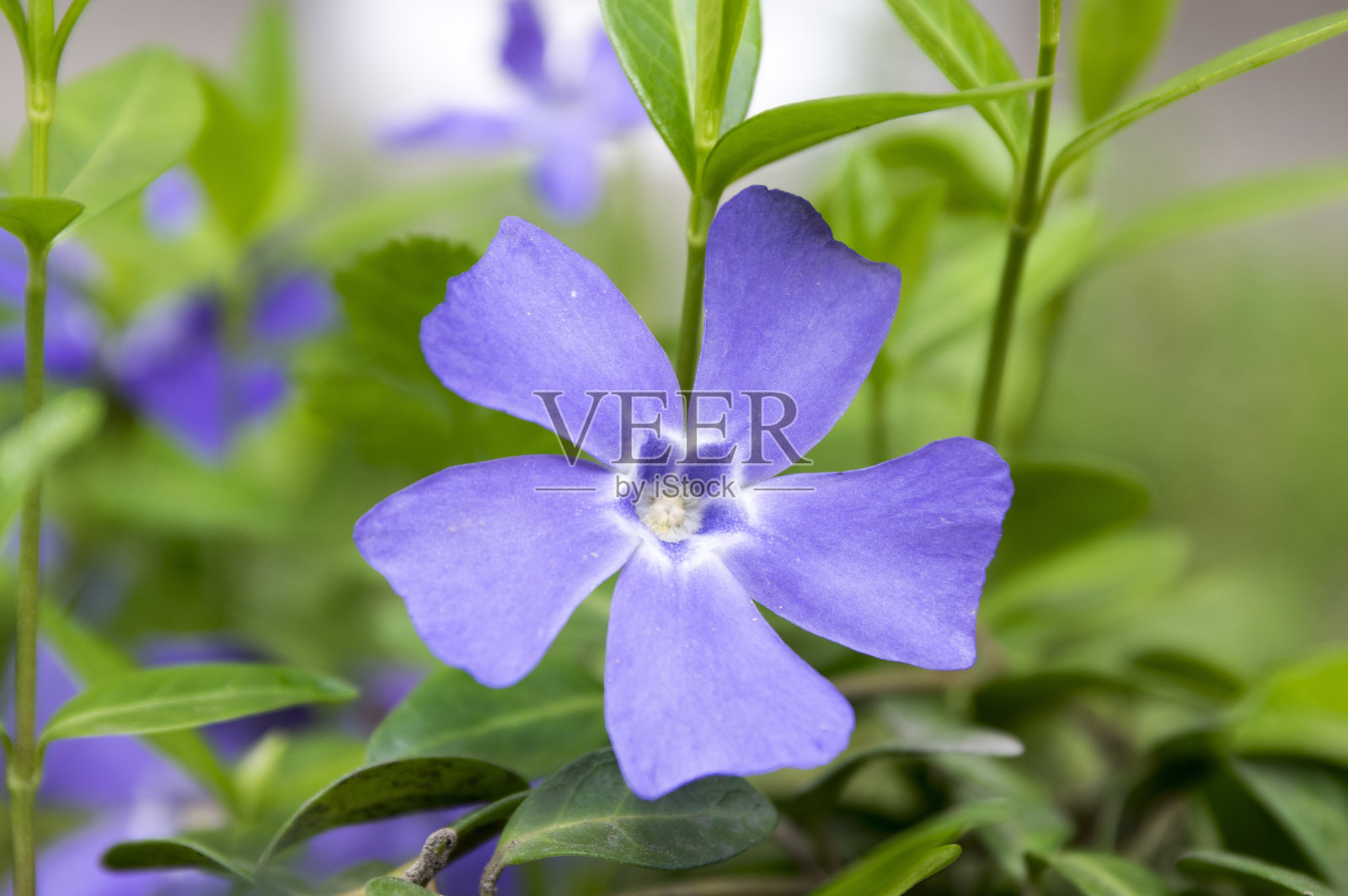 长春小属小长春花，是观赏花，常见的长春花开花植物，匍匐花照片摄影图片