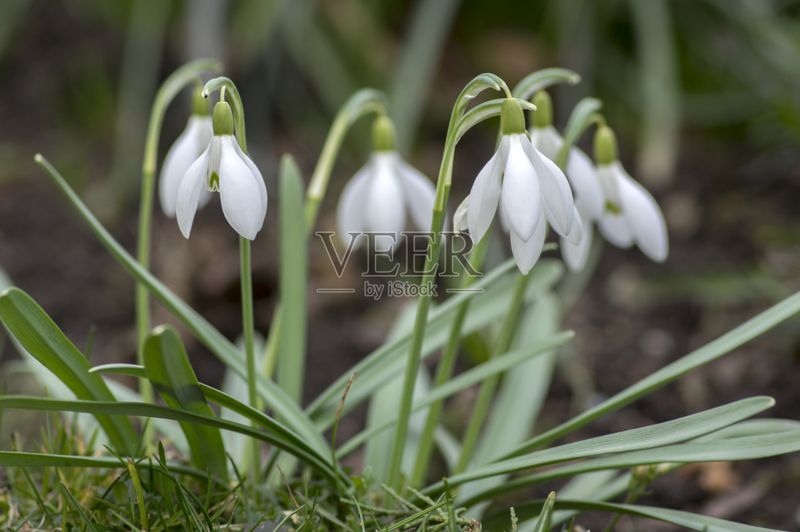 一束雪花莲，常见的盛开的雪花莲，初春的球茎花在草地上照片摄影图片