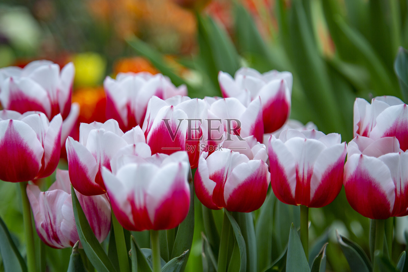 温室里盛开的冬季花朵照片摄影图片